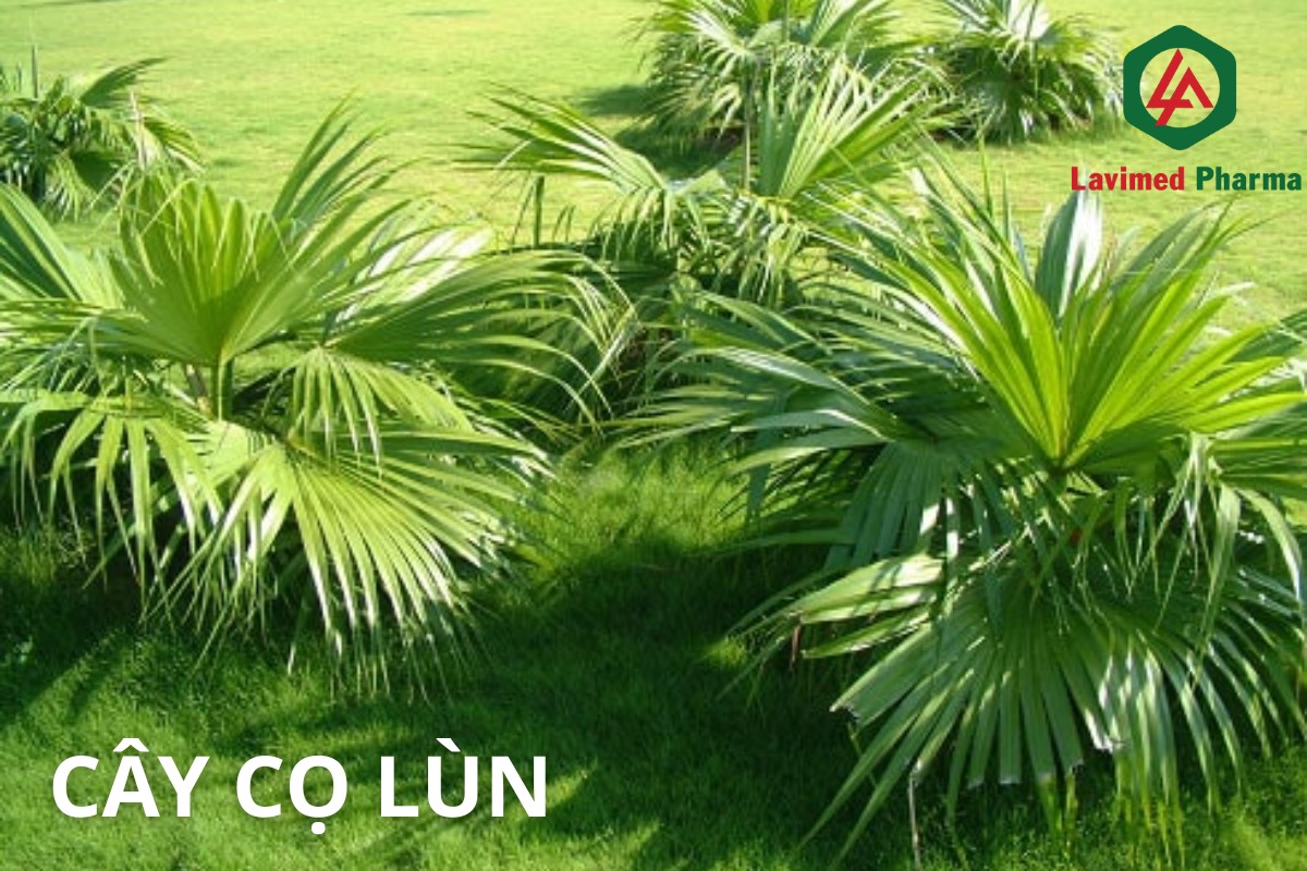 Phì đại tuyến tiền liệt